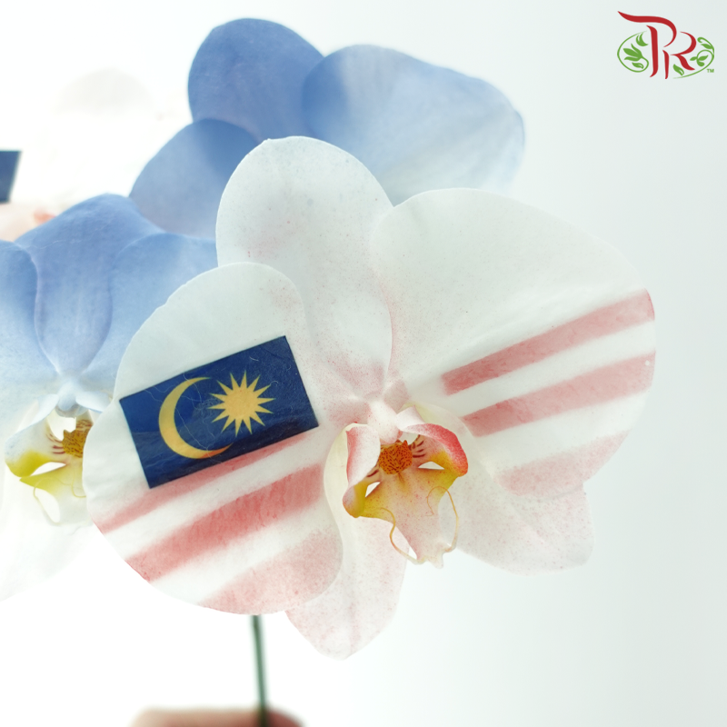 Phalaenopsis Cut - Malaysia Theme (Per Stem)-Vietnam-prflorist.com.my