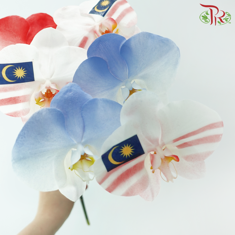 Phalaenopsis Cut - Malaysia Theme (Per Stem)-Vietnam-prflorist.com.my