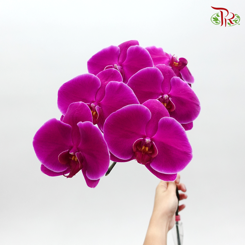 Phalaenopsis Cut - Purple (Per Stem)-Purple-China-prflorist.com.my