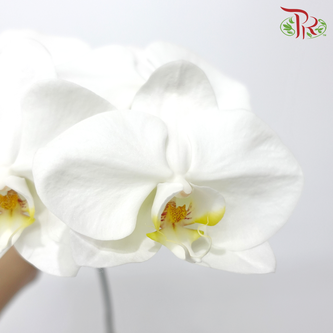Phalaenopsis Cut White - (Per Stem)-White-Import-prflorist.com.my