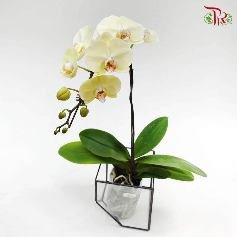 Phalaenopsis Orchid- Green *With No Vase-Pudu Ria Florist-prflorist.com.my