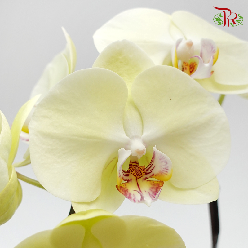 Phalaenopsis Orchid- Green *With No Vase-Pudu Ria Florist-prflorist.com.my