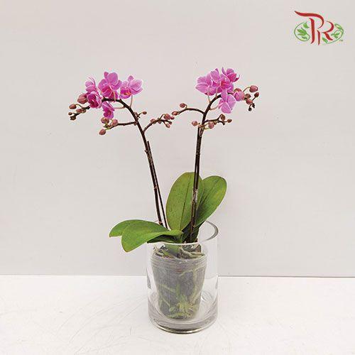 Phalaenopsis Orchid - Light Purple (1) (Double stems) *With No Vase-Pudu Ria Florist-prflorist.com.my