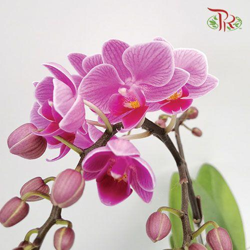 Phalaenopsis Orchid - Light Purple (1) (Double stems) *With No Vase-Pudu Ria Florist-prflorist.com.my