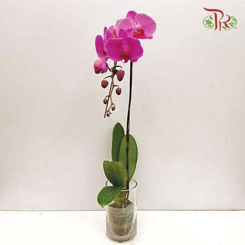 Phalaenopsis Orchid - Light Purple *With No Vase-Pudu Ria Florist-prflorist.com.my