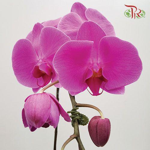 Phalaenopsis Orchid - Light Purple *With No Vase-Pudu Ria Florist-prflorist.com.my