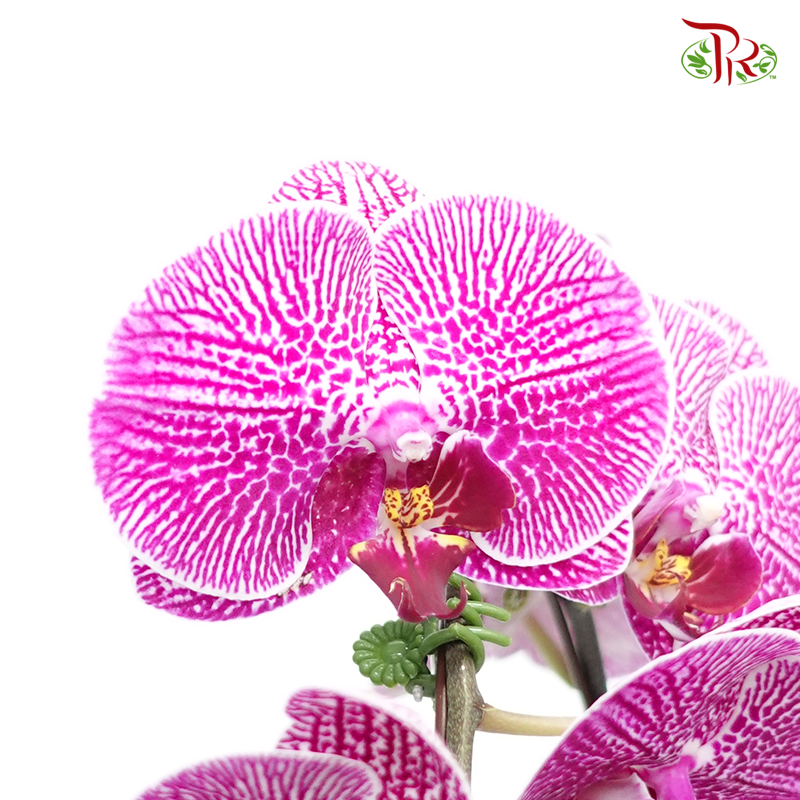 Phalaenopsis Orchid - Medium Purple With Spot (SRM0988) *With No Vase-Pudu Ria Florist-prflorist.com.my