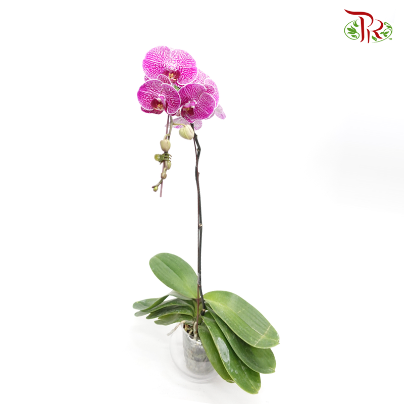 Phalaenopsis Orchid - Medium Purple With Spot (SRM0988) *With No Vase-Pudu Ria Florist-prflorist.com.my