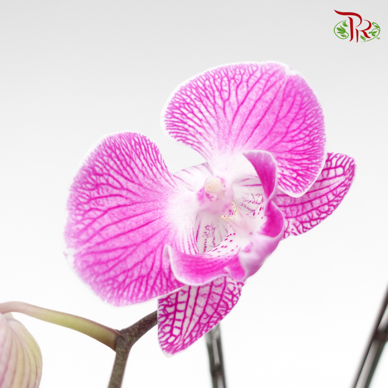 Phalaenopsis Orchid- Purple With Stripes (Mini Double Stems) *With No Vase-Pudu Ria Florist-prflorist.com.my
