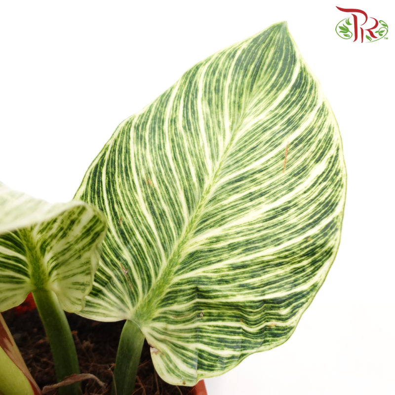 Philodendron Birkin《铂金金钻蔓绿绒》-Pudu Ria Florist-prflorist.com.my