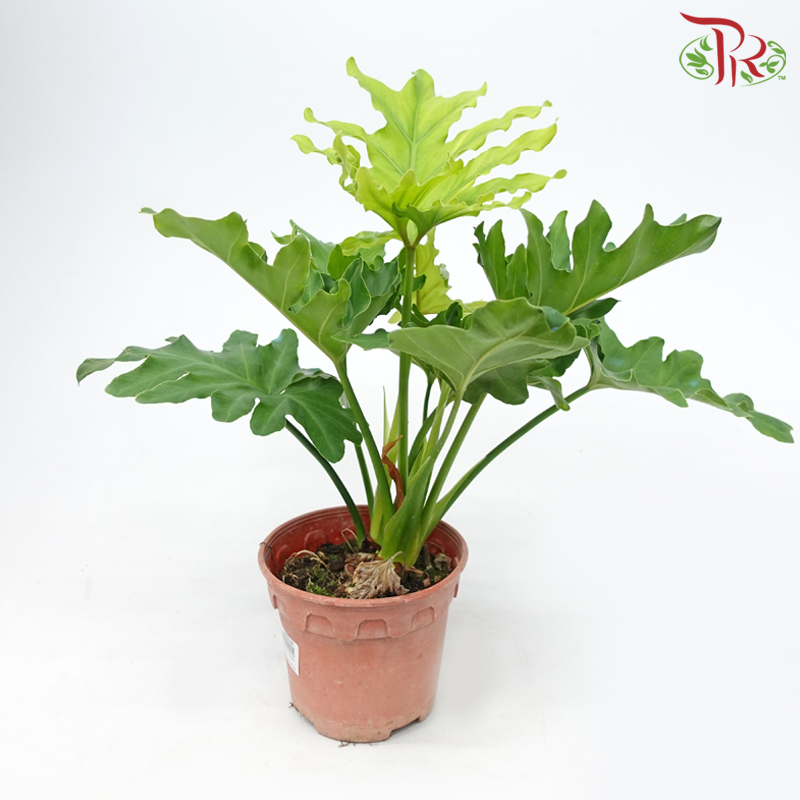 Philodendron Selloum P150《羽裂蔓绿绒》-Pudu Ria Florist-prflorist.com.my