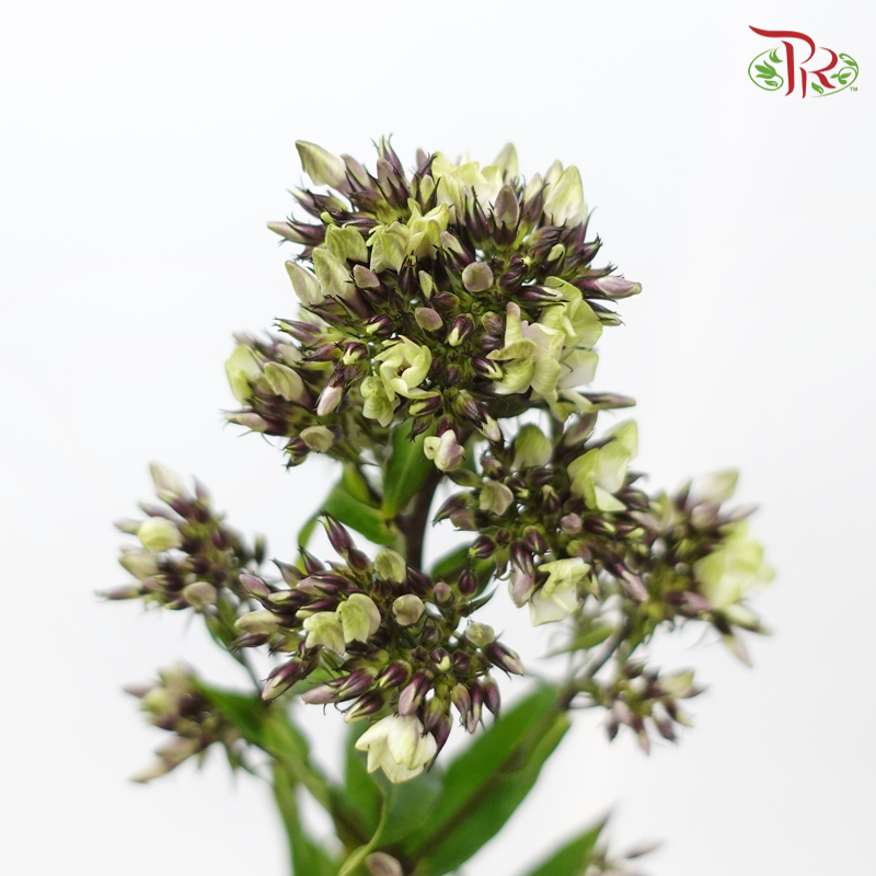 Phlox - (5 Stems)-Japan-prflorist.com.my