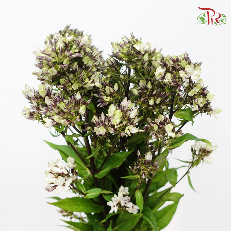 Phlox - (5 Stems)-Japan-prflorist.com.my