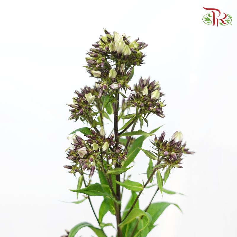 Phlox - (5 Stems)-Japan-prflorist.com.my