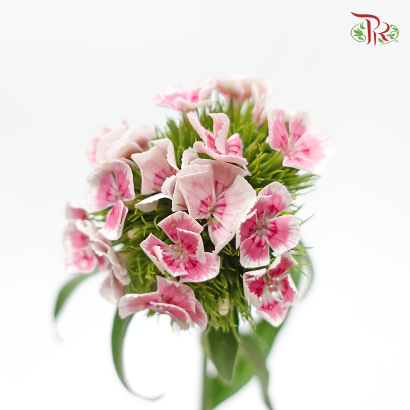 Phlox - Butterfly Pink (Per Bunch)-Pink-China-prflorist.com.my