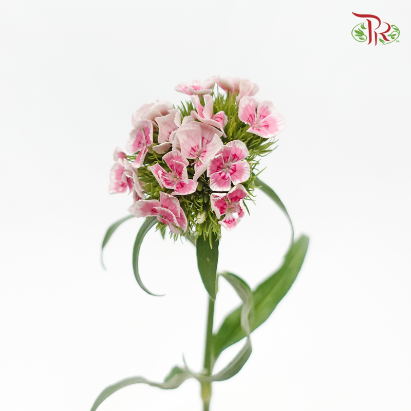 Phlox - Butterfly Pink (Per Bunch)-Pink-China-prflorist.com.my