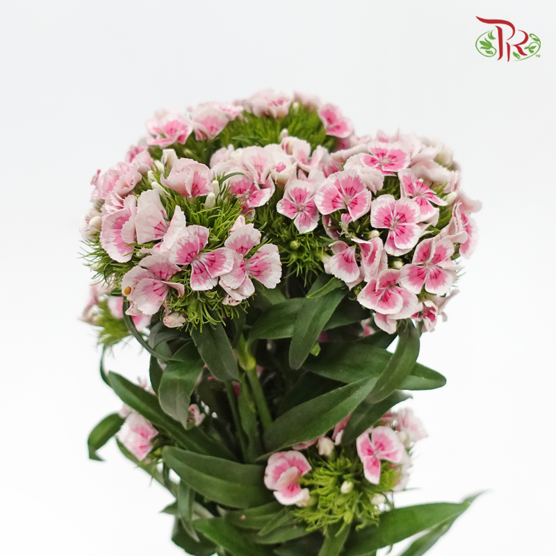 Phlox - Butterfly Pink (Per Bunch)-Pink-China-prflorist.com.my