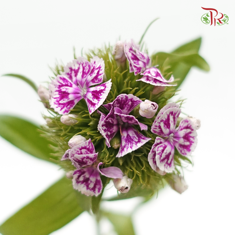 Phlox - Butterfly Purple (Per Bunch)-Purple-China-prflorist.com.my