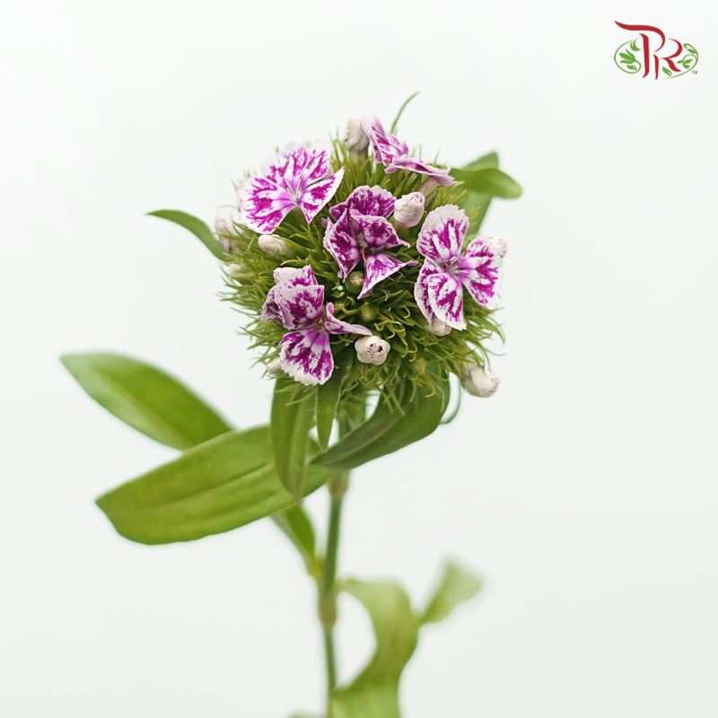 Phlox - Butterfly Purple (Per Bunch)-Purple-China-prflorist.com.my