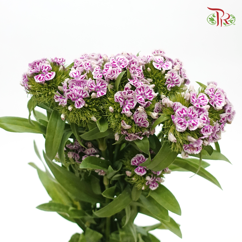 Phlox - Butterfly Purple (Per Bunch)-Purple-China-prflorist.com.my