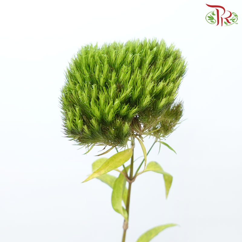 Phlox Chocolate - (5 Stems)-Green-Japan-prflorist.com.my