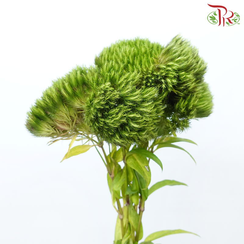 Phlox Chocolate - (5 Stems)-Green-Japan-prflorist.com.my