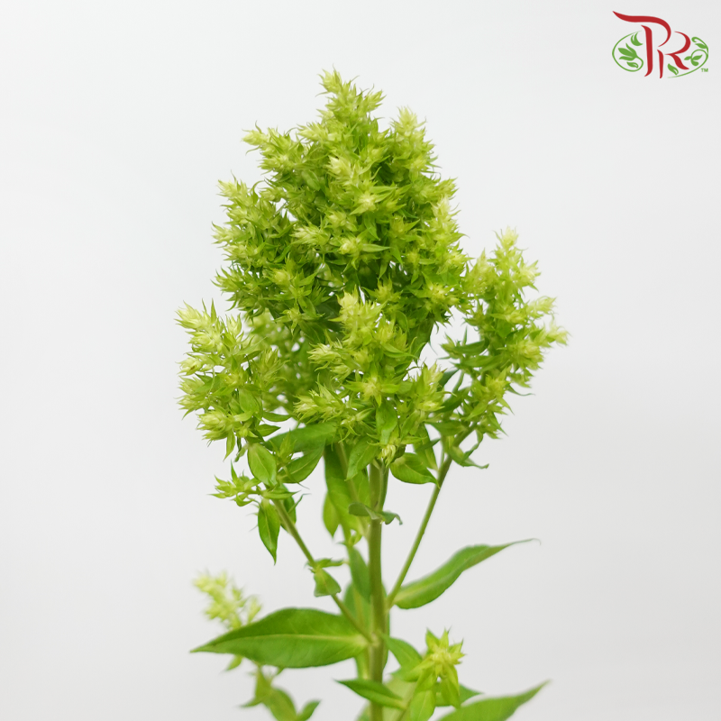 Phlox - Green Lion (5 Stems)-Green-Japan-prflorist.com.my