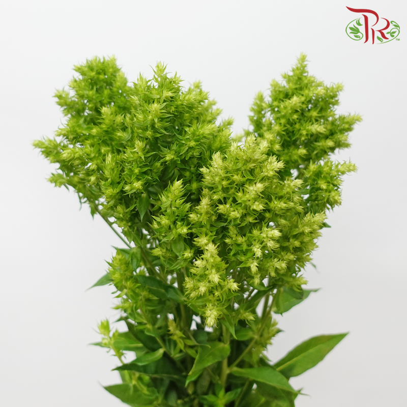Phlox - Green Lion (5 Stems)-Green-Japan-prflorist.com.my