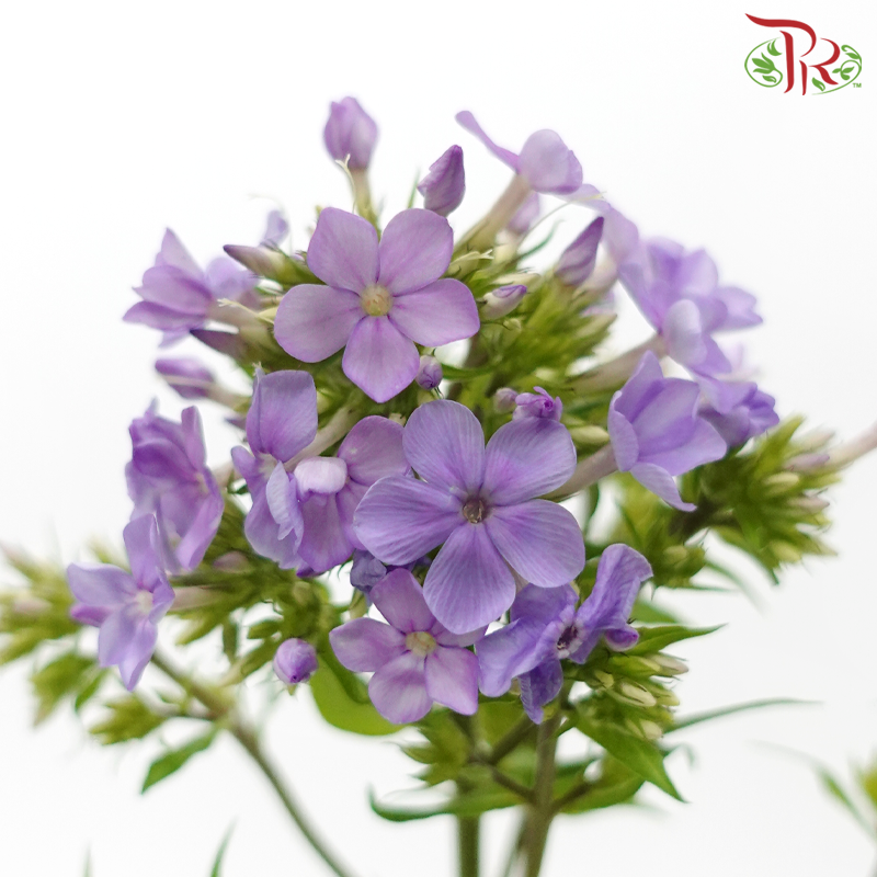 Phlox - Light Purple (Per Bunch)-Purple-China-prflorist.com.my