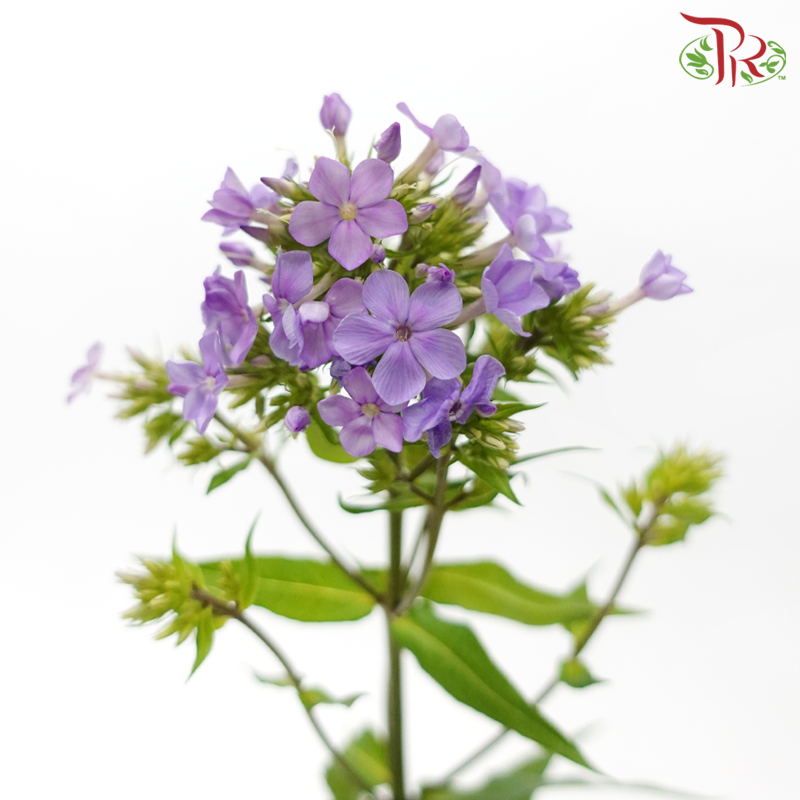Phlox - Light Purple (Per Bunch)-Purple-China-prflorist.com.my
