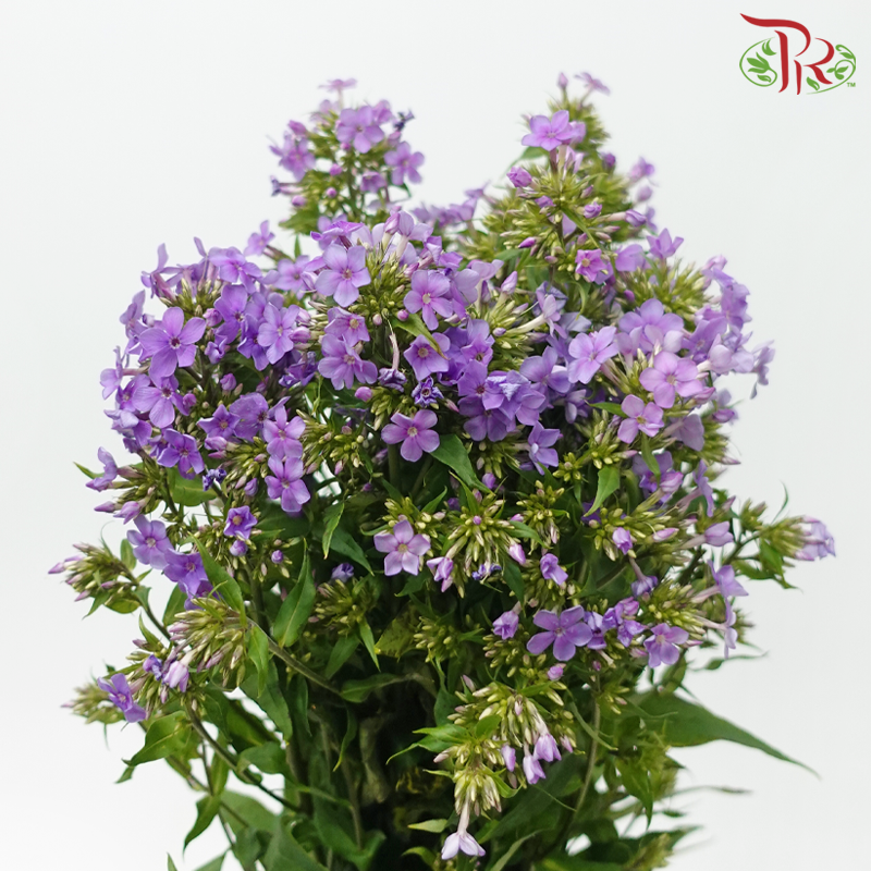 Phlox - Light Purple (Per Bunch)-Purple-China-prflorist.com.my