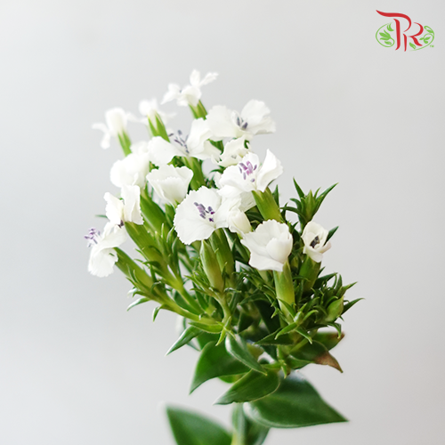 Phlox - (Per Bunch)-White-Import-prflorist.com.my