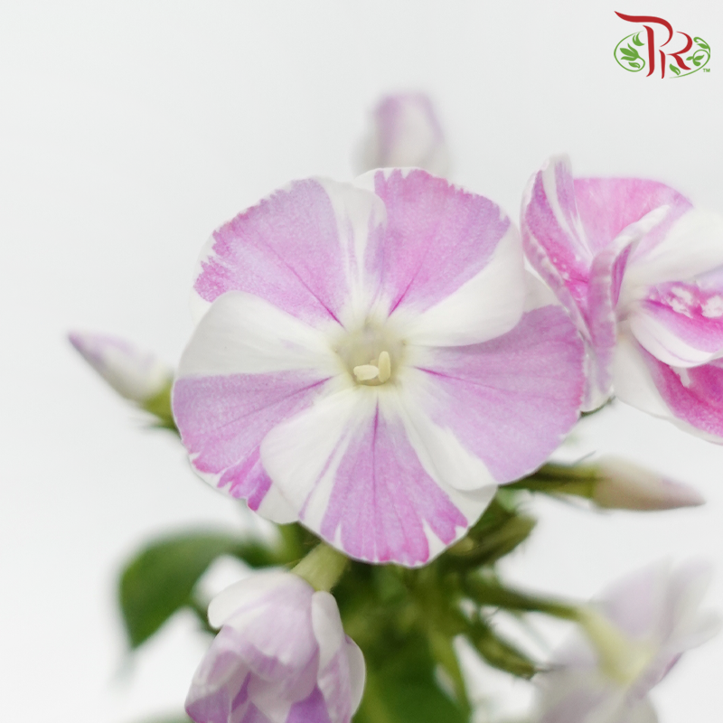 Phlox - Pink Mixed White (Per Bunch)-Pink Mixed White-China-prflorist.com.my