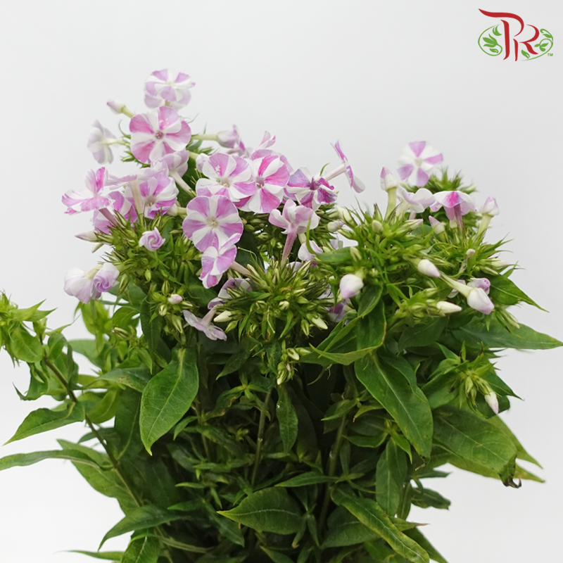Phlox - Pink Mixed White (Per Bunch)-Pink Mixed White-China-prflorist.com.my