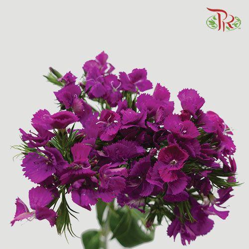 Phlox - Purple (Per Bunch)-Purple-China-prflorist.com.my