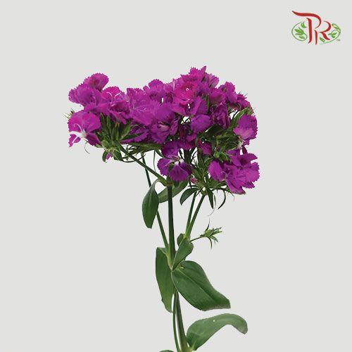 Phlox - Purple (Per Bunch)-Purple-China-prflorist.com.my