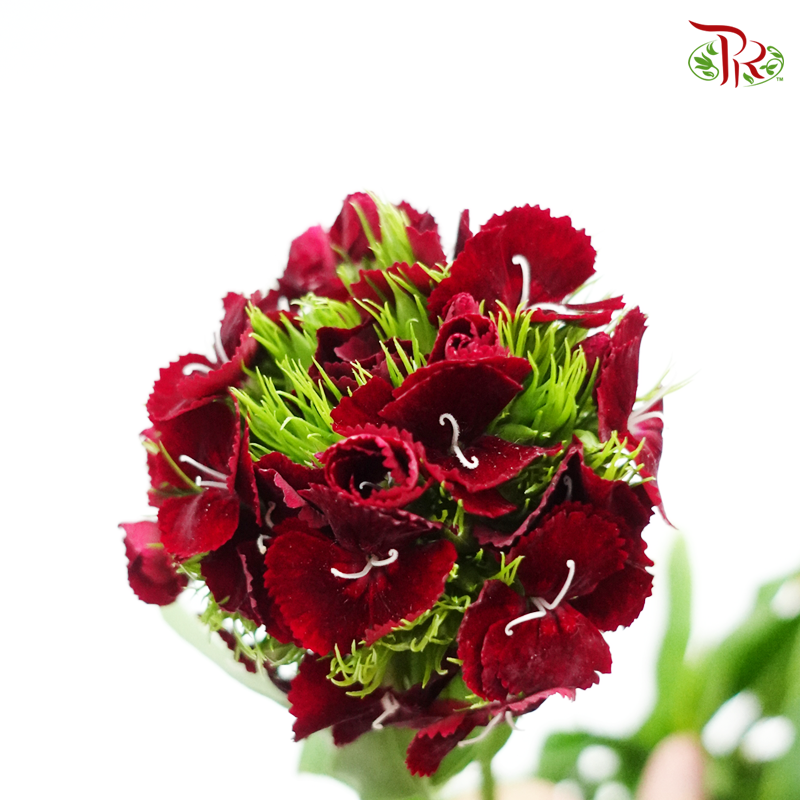 Phlox- Red-Pudu Ria Florist-prflorist.com.my