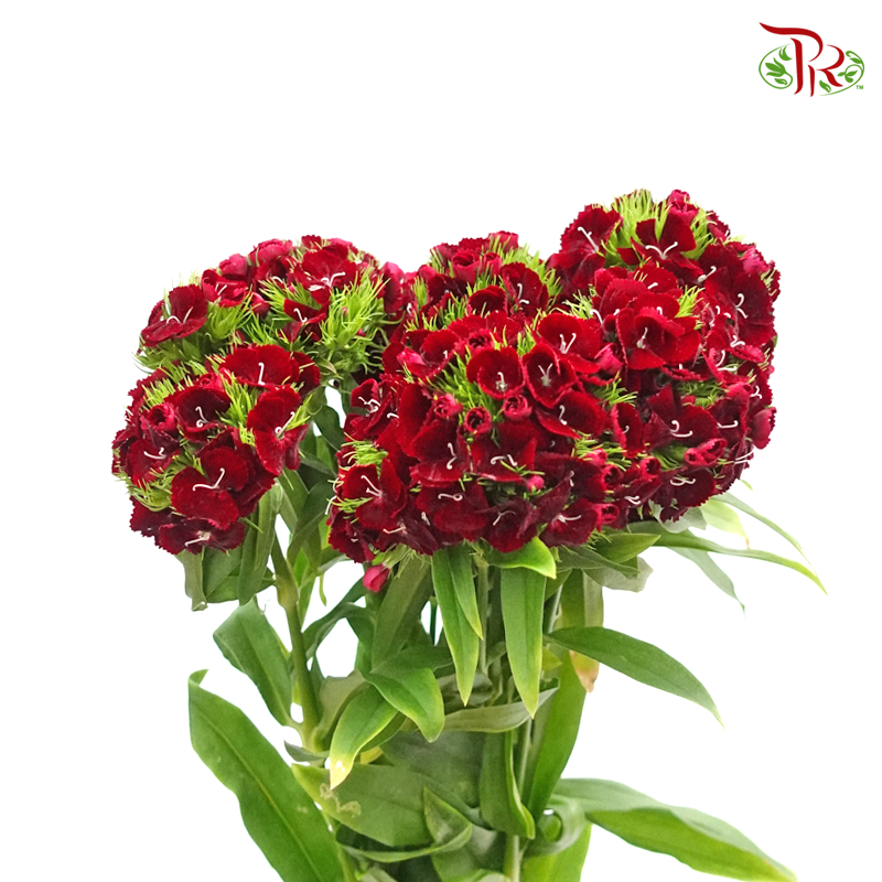 Phlox- Red-Pudu Ria Florist-prflorist.com.my