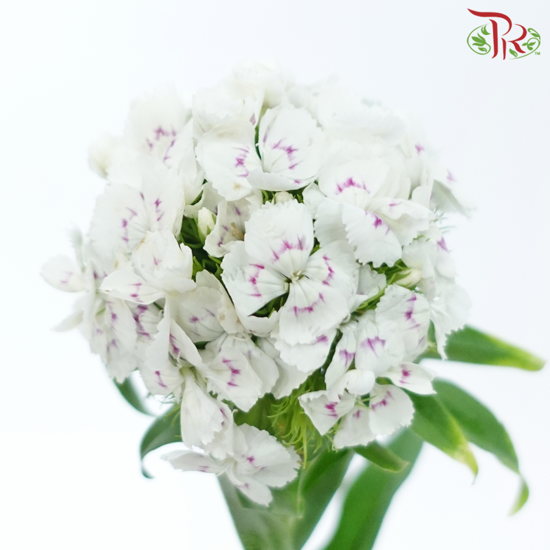 Phlox - White With Minor Pink (Per Bunch)-White With Minor Pink-China-prflorist.com.my