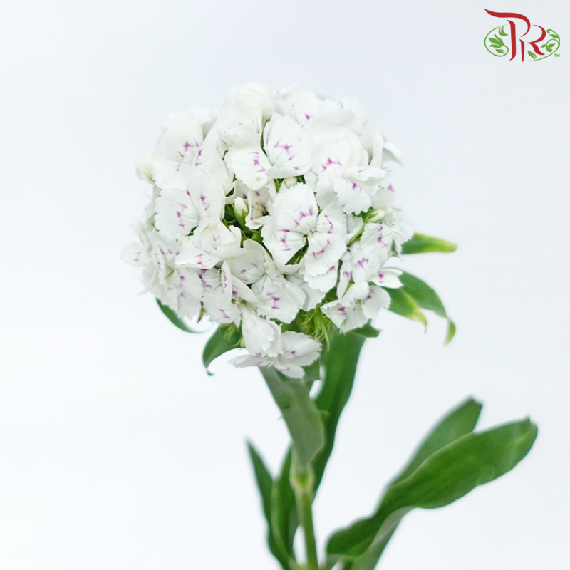 Phlox - White With Minor Pink (Per Bunch)-White With Minor Pink-China-prflorist.com.my