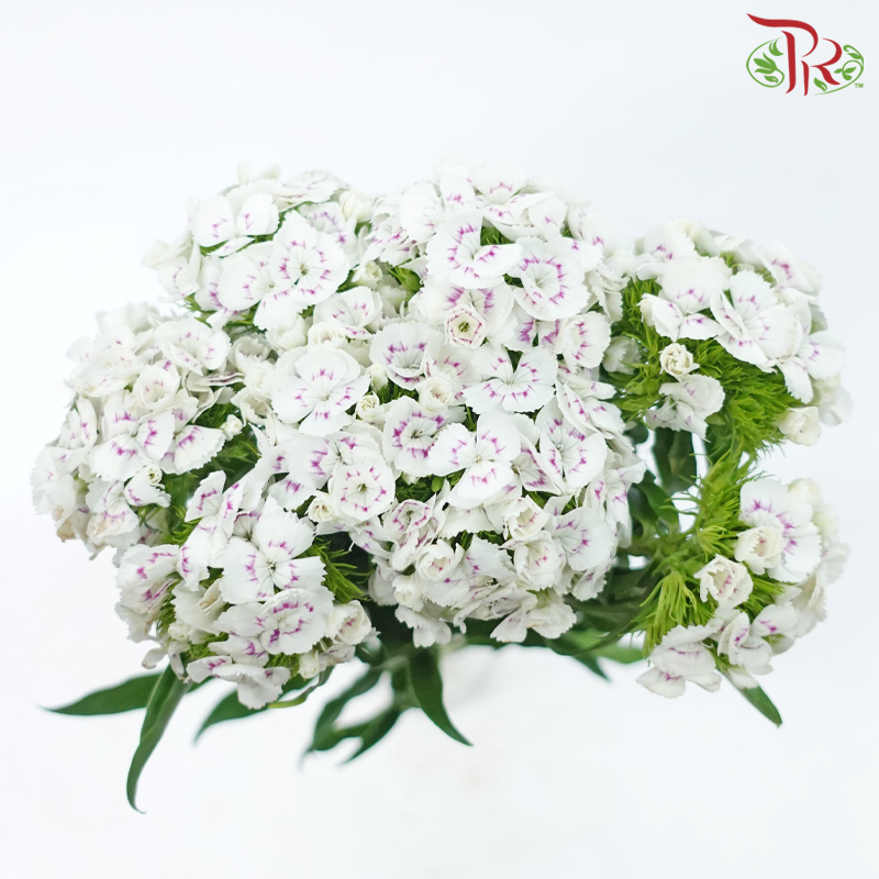 Phlox - White With Minor Pink (Per Bunch)-White With Minor Pink-China-prflorist.com.my