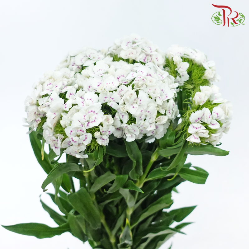 Phlox - White With Minor Pink (Per Bunch)-White With Minor Pink-China-prflorist.com.my