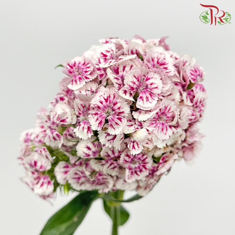 Phlox - White With Pink (Per Bunch)-White With Pink-China-prflorist.com.my