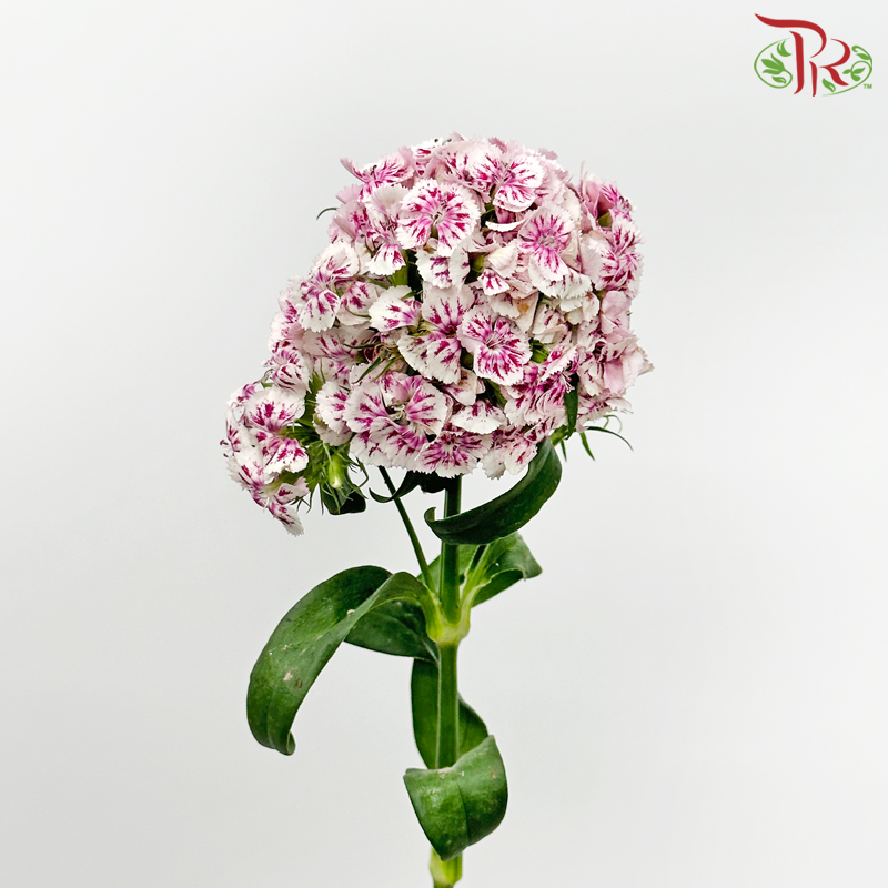 Phlox - White With Pink (Per Bunch)-White With Pink-China-prflorist.com.my