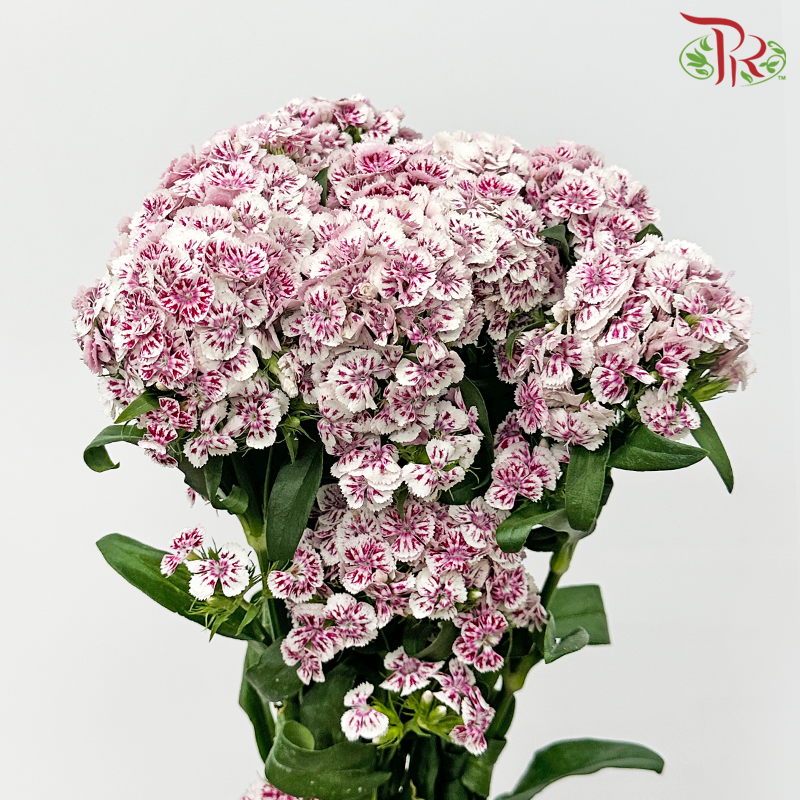 Phlox - White With Pink (Per Bunch)-White With Pink-China-prflorist.com.my