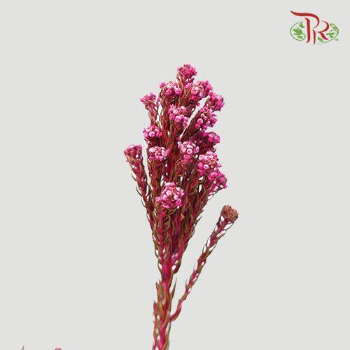 Phylica Pinea Cerise - Pink (Per Bunch)-Pink-Africa-prflorist.com.my