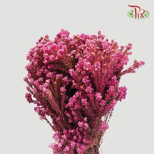 Phylica Pinea Cerise - Pink (Per Bunch)-Pink-Africa-prflorist.com.my