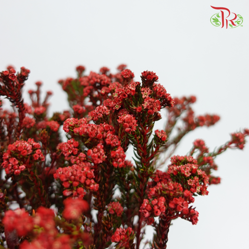 Phylica Pinea Cerise - Red (Per Bunch)-Red-Africa-prflorist.com.my