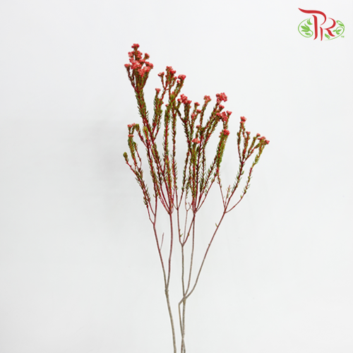 Phylica Pinea Cerise - Red (Per Bunch)-Red-Africa-prflorist.com.my