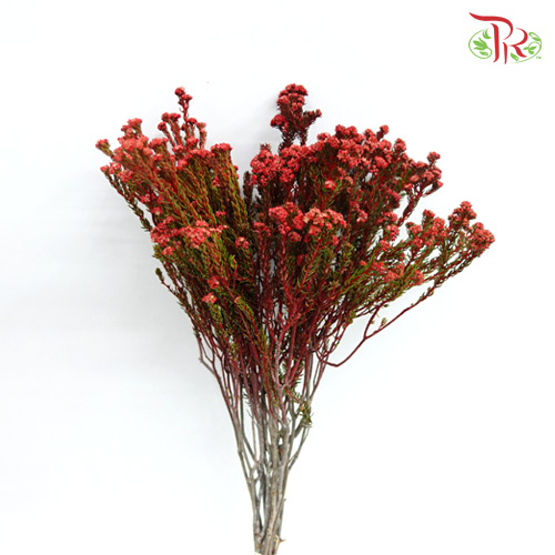 Phylica Pinea Cerise - Red (Per Bunch)-Red-Africa-prflorist.com.my